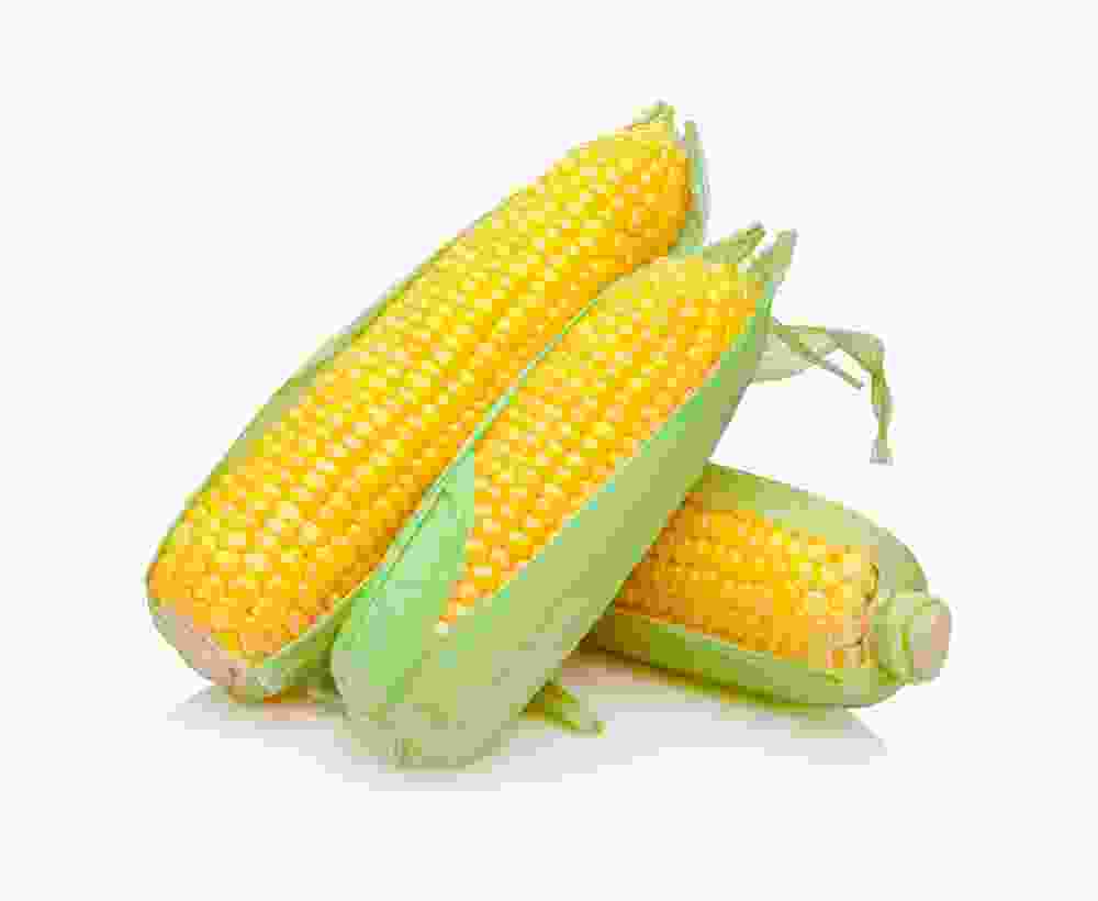 Organic Sweet Corn